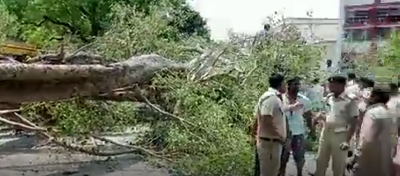 tree/nawanpunjab.com