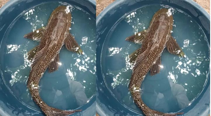 Strange fish: ਹੜ੍ਹ ਦੇ ਪਾਣੀ ‘ਚ ਦਿਖਾਈ ਦਿੱਤੀ ਚਾਰ ਅੱਖਾਂ ਤੇ ਅਜੀਬ ਰੰਗ ਦੀ ਮੱਛੀ, ਜਿਸ ਨੇ ਫੈਲਾ ਦਿੱਤੀ ਵੱਡੀ ਹੈਰਾਨੀ